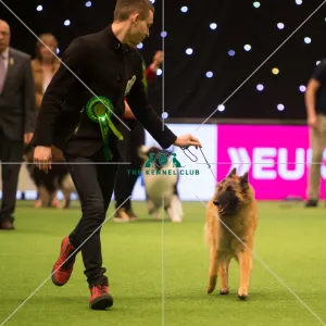 <b class=qtipBold><figcaption>Pastoral Group</figcaption></b><br><em>© Yulia Titovets / The Kennel Club</em> Pastoral Group