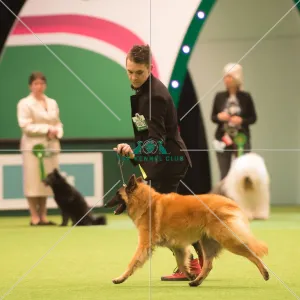 <b class=qtipBold><figcaption>Pastoral Group</figcaption></b><br><em>© Yulia Titovets / The Kennel Club</em> Pastoral Group