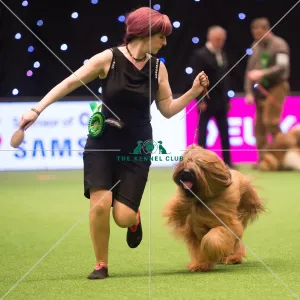 <b class=qtipBold><figcaption>Pastoral Group</figcaption></b><br><em>© Yulia Titovets / The Kennel Club</em> Pastoral Group