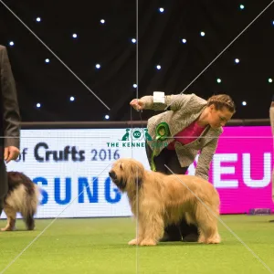 <b class=qtipBold><figcaption>Pastoral Group</figcaption></b><br><em>© Yulia Titovets / The Kennel Club</em> Pastoral Group