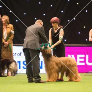 <b class=qtipBold><figcaption>Pastoral Group</figcaption></b><br><em>© Yulia Titovets / The Kennel Club</em> Pastoral Group