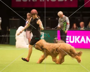 <b class=qtipBold><figcaption>Pastoral Group</figcaption></b><br><em>© Yulia Titovets / The Kennel Club</em> Pastoral Group