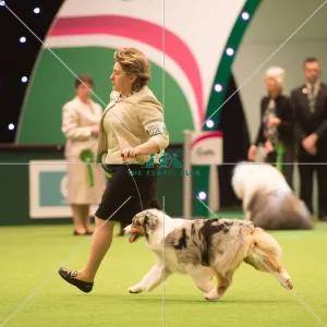 <b class=qtipBold><figcaption>Pastoral Group</figcaption></b><br><em>© Yulia Titovets / The Kennel Club</em> Pastoral Group