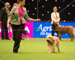 <b class=qtipBold><figcaption>Pastoral Group</figcaption></b><br><em>© Yulia Titovets / The Kennel Club</em> Pastoral Group