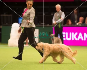 <b class=qtipBold><figcaption>Pastoral Group</figcaption></b><br><em>© Yulia Titovets / The Kennel Club</em> Pastoral Group
