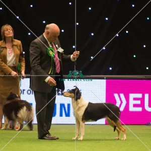 <b class=qtipBold><figcaption>Pastoral Group</figcaption></b><br><em>© Yulia Titovets / The Kennel Club</em> Pastoral Group