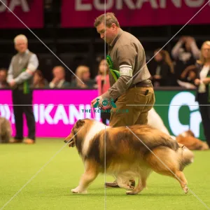<b class=qtipBold><figcaption>Pastoral Group</figcaption></b><br><em>© Yulia Titovets / The Kennel Club</em> Pastoral Group