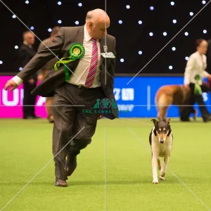 <b class=qtipBold><figcaption>Pastoral Group</figcaption></b><br><em>© Yulia Titovets / The Kennel Club</em> Pastoral Group