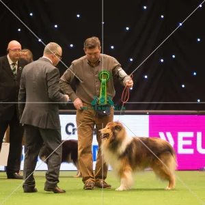 <b class=qtipBold><figcaption>Pastoral Group</figcaption></b><br><em>© Yulia Titovets / The Kennel Club</em> Pastoral Group