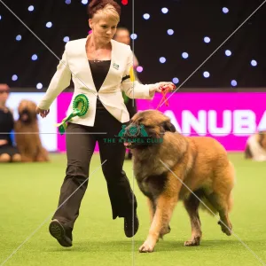 <b class=qtipBold><figcaption>Pastoral Group</figcaption></b><br><em>© Yulia Titovets / The Kennel Club</em> Pastoral Group