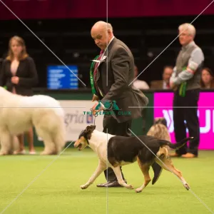 <b class=qtipBold><figcaption>Pastoral Group</figcaption></b><br><em>© Yulia Titovets / The Kennel Club</em> Pastoral Group