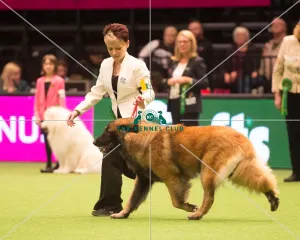 <b class=qtipBold><figcaption>Pastoral Group</figcaption></b><br><em>© Yulia Titovets / The Kennel Club</em> Pastoral Group
