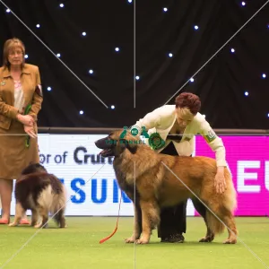 <b class=qtipBold><figcaption>Pastoral Group</figcaption></b><br><em>© Yulia Titovets / The Kennel Club</em> Pastoral Group