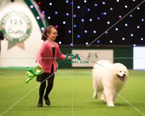 <b class=qtipBold><figcaption>Pastoral Group 4</figcaption></b><br><em>© Yulia Titovets / The Kennel Club</em> Pastoral Group 4