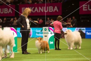 <b class=qtipBold><figcaption>Pastoral Group judging</figcaption></b><br><em>© Yulia Titovets / The Kennel Club</em> Pastoral Group judging
