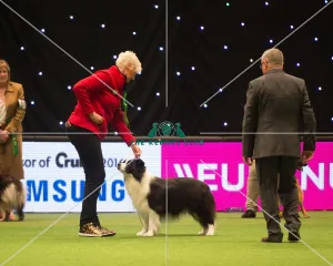 <b class=qtipBold><figcaption>Pastoral Group - winner</figcaption></b><br><em>© Yulia Titovets / The Kennel Club</em> Pastoral Group - winner