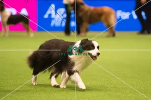 <b class=qtipBold><figcaption>Pastoral Group - winner</figcaption></b><br><em>© Yulia Titovets / The Kennel Club</em> Pastoral Group - winner