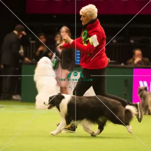 <b class=qtipBold><figcaption>Pastoral Group - winner</figcaption></b><br><em>© Yulia Titovets / The Kennel Club</em> Pastoral Group - winner