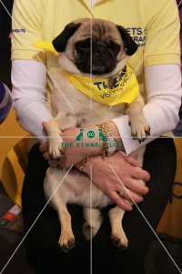 <b class=qtipBold><figcaption>PAT</figcaption></b><br><em>© The Kennel Club ©</em> PAT