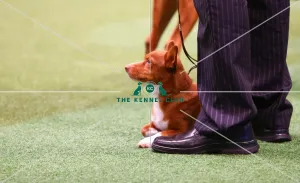 <b class=qtipBold><figcaption>PD resting in mainring</figcaption></b><br>PD resting in mainring.<br><em>© Roger Sjolstad / The Kennel Club</em> PD resting in mainring