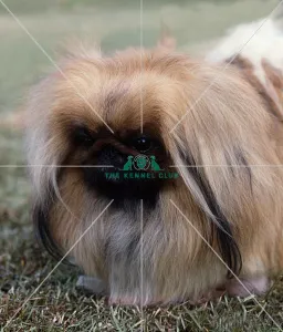 <b class=qtipBold><figcaption>Pekingese</figcaption></b><br><br><em>© Diane Pearce Collection / The Kennel Club</em> Pekingese