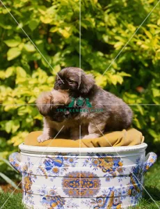 <b class=qtipBold><figcaption>Pekingese Puppies</figcaption></b><br><br><em>© Diane Pearce Collection / The Kennel Club</em> Pekingese Puppies