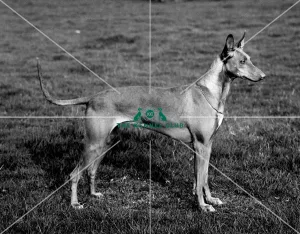 <b class=qtipBold><figcaption>Pharaoh Hound</figcaption></b><br>Ch Merymut Aurora<br><em>© Diane Pearce Collection / The Kennel Club</em> Pharaoh Hound