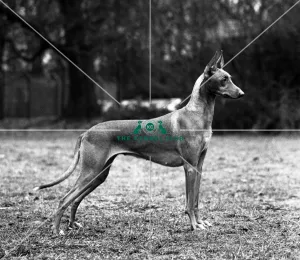 <b class=qtipBold><figcaption>Pharaoh Hound</figcaption></b><br>Ezhar Early Mist at Barab<br><em>© Diane Pearce Collection / The Kennel Club</em> Pharaoh Hound
