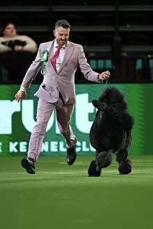 Official photos from Crufts 2023: Philip Langdon with their Poodle, called Jake, in the 150th Anniversary Class today