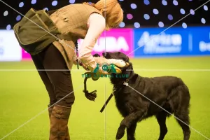 <b class=qtipBold><figcaption>Philippa Williams Gundog Display</figcaption></b><br><em>© Yulia Titovets / The Kennel Club</em> Philippa Williams Gundog Display