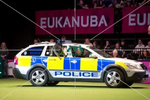 <b class=qtipBold><figcaption>Police display</figcaption></b><br><em>© Yulia Titovets / The Kennel Club</em> Police display