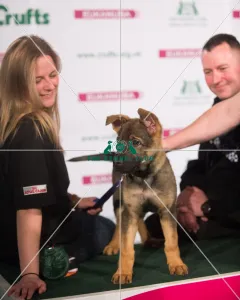 <b class=qtipBold><figcaption>Police puppy</figcaption></b> Police puppy
