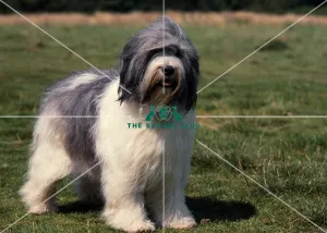 <b class=qtipBold><figcaption>Polish Lowland Sheepdog</figcaption></b><br><br><em>© Diane Pearce Collection / The Kennel Club</em> Polish Lowland Sheepdog