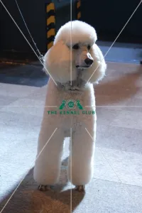 <b class=qtipBold><figcaption>poodle</figcaption></b><br><em>© The Kennel Club</em> poodle