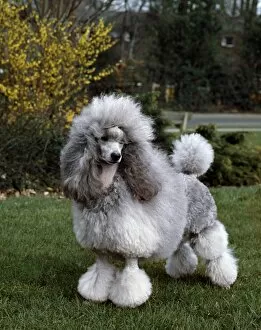 Images Dated 2nd February 2011: Poodle (Mini)
