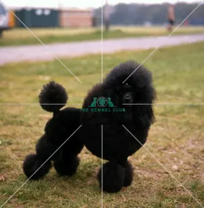 <b class=qtipBold><figcaption>Poodle-Miniature</figcaption></b><br><br><em>© Diane Pearce Collection / The Kennel Club</em> Poodle-Miniature