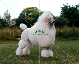 <b class=qtipBold><figcaption>Poodle-Standard</figcaption></b><br><br><em>© Diane Pearce Collection / The Kennel Club</em> Poodle-Standard