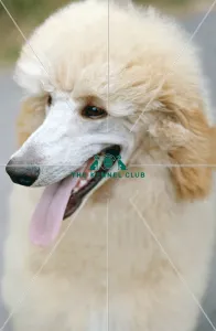 <b class=qtipBold><figcaption>Poodle (Standard)</figcaption></b><br><br><em>© Diane Pearce Collection / The Kennel Club</em> Poodle (Standard)