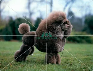 <b class=qtipBold><figcaption>Poodle-Toy</figcaption></b><br><br><em>© Diane Pearce Collection / The Kennel Club</em> Poodle-Toy