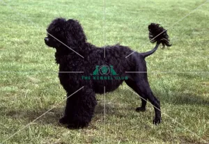 <b class=qtipBold><figcaption>Portuguese Water Dog</figcaption></b><br><br><em>© Diane Pearce Collection / The Kennel Club</em> Portuguese Water Dog