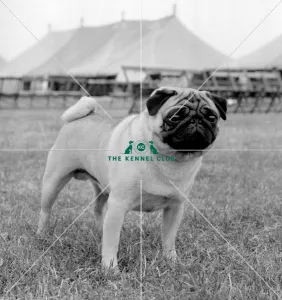 <b class=qtipBold><figcaption>Pug</figcaption></b><br>Pro Bono Pyebeta<br><em>© Diane Pearce Collection / The Kennel Club</em> Pug