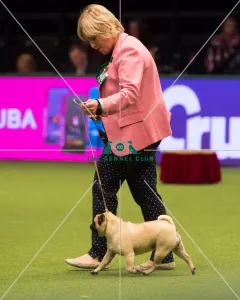 <b class=qtipBold><figcaption>PUG Best of Breed 2017</figcaption></b><br>Toy Group judging<br><em>© Yulia Titovets</em> PUG Best of Breed 2017