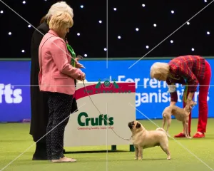 <b class=qtipBold><figcaption>PUG Best of Breed 2017</figcaption></b><br>Toy Group judging<br><em>© Yulia Titovets</em> PUG Best of Breed 2017