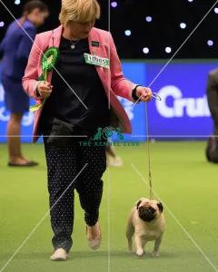<b class=qtipBold><figcaption>PUG Best of Breed 2017</figcaption></b><br>Toy Group judging<br><em>© Yulia Titovets</em> PUG Best of Breed 2017