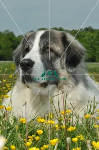 <b class=qtipBold><figcaption>Pyrenean Mastiff (Imp)</figcaption></b><br>PYRENEAN MASTIFF in the French Alps Pyrenean Mastiff (Imp)