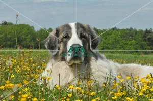 <b class=qtipBold><figcaption>Pyrenean Mastiff (Imp)</figcaption></b><br>PYRENEAN MASTIFF in the French Alps Pyrenean Mastiff (Imp)