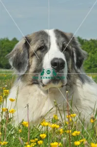 <b class=qtipBold><figcaption>Pyrenean Mastiff (Imp)</figcaption></b><br>PYRENEAN MASTIFF in the French Alps Pyrenean Mastiff (Imp)
