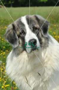 <b class=qtipBold><figcaption>Pyrenean Mastiff (Imp)</figcaption></b><br>PYRENEAN MASTIFF in the French Alps Pyrenean Mastiff (Imp)