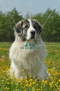 <b class=qtipBold><figcaption>Pyrenean Mastiff (Imp)</figcaption></b><br>PYRENEAN MASTIFF in the French Alps Pyrenean Mastiff (Imp)