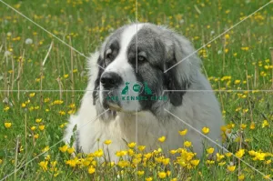 <b class=qtipBold><figcaption>Pyrenean Mastiff (Imp)</figcaption></b><br>PYRENEAN MASTIFF in the French Alps Pyrenean Mastiff (Imp)